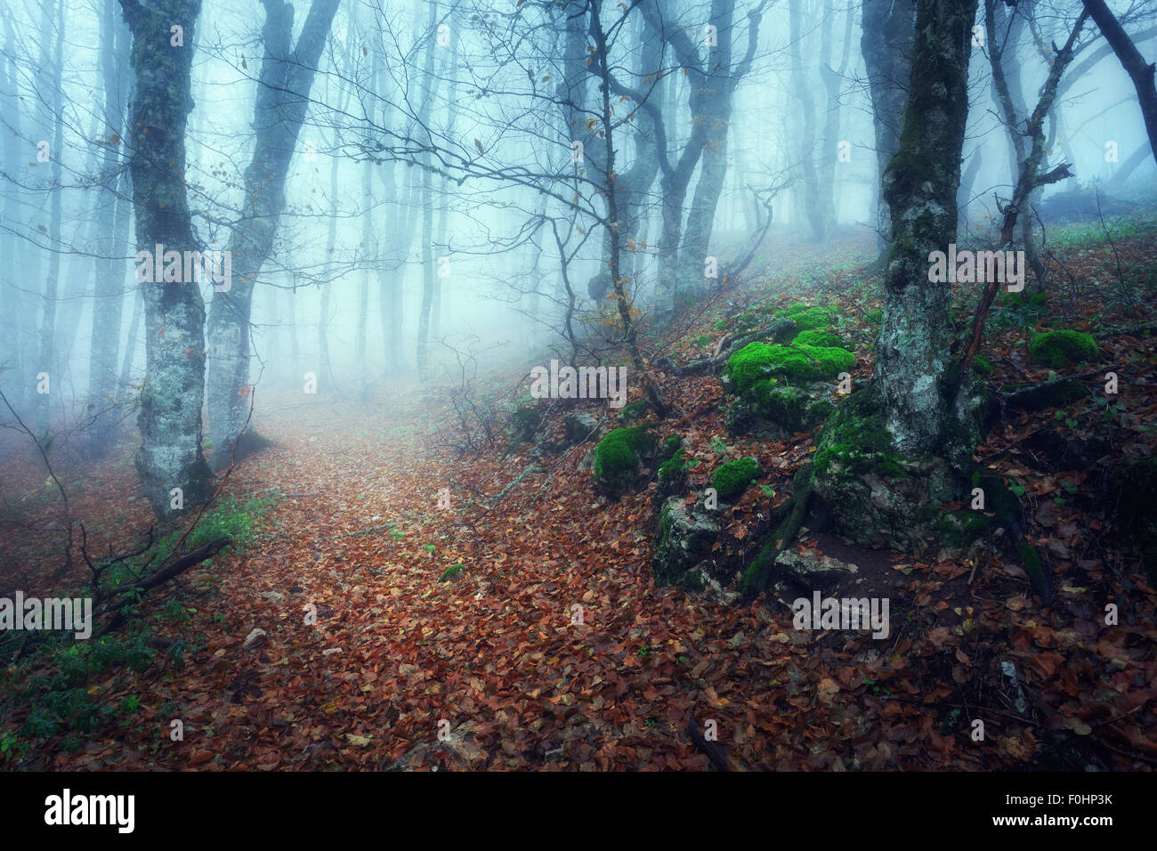 Trail through a mysterious dark old forest in fog. Autumn morning in ...