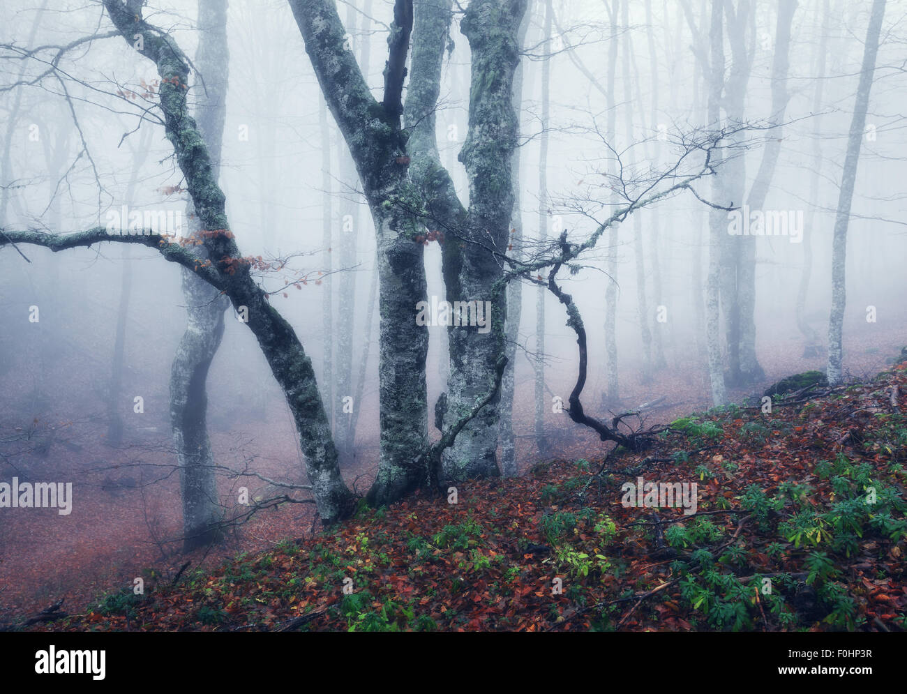 Trail through a mysterious dark old forest in fog. Autumn morning in ...