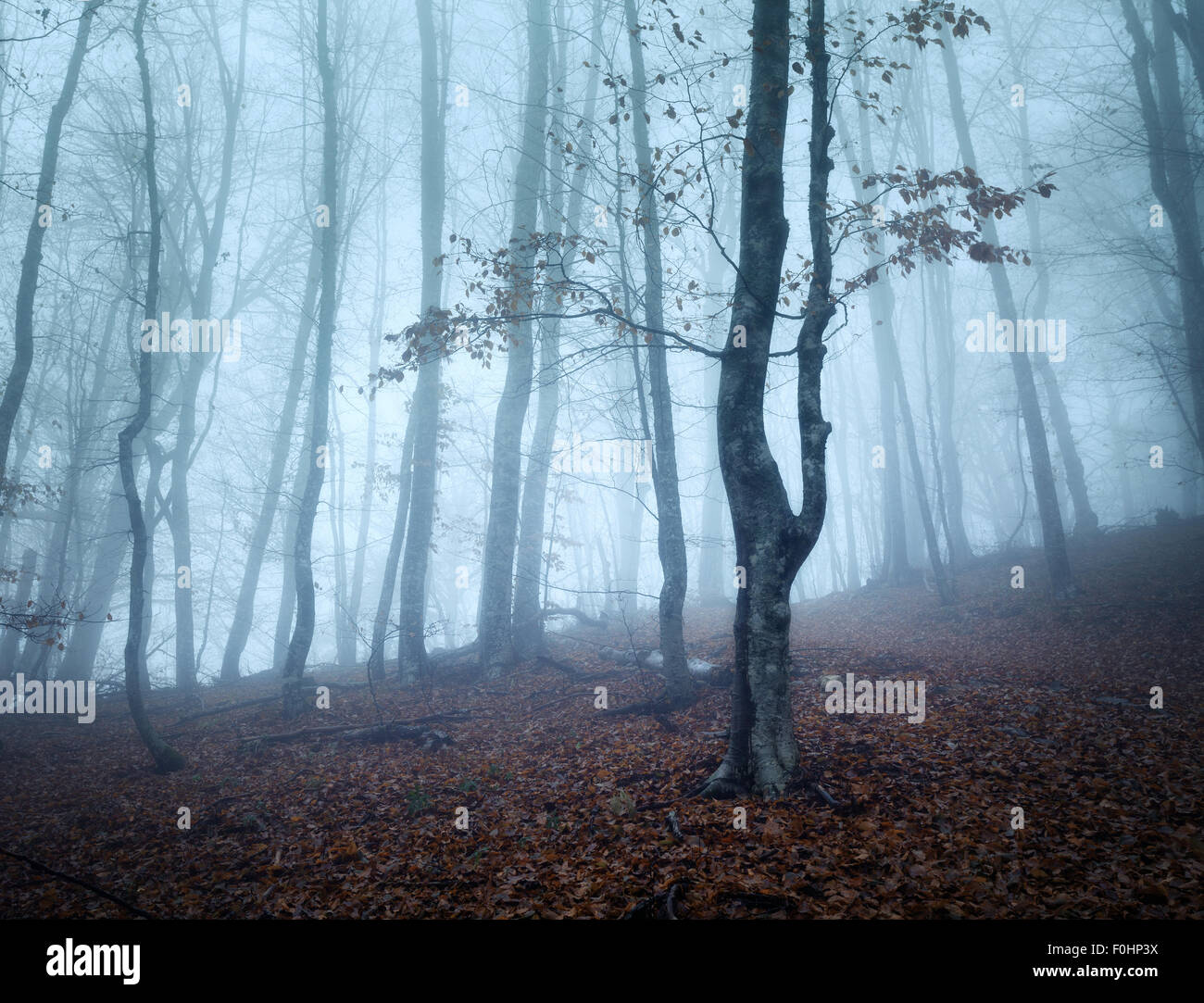 Trail through a mysterious dark old forest in fog. Autumn morning in ...