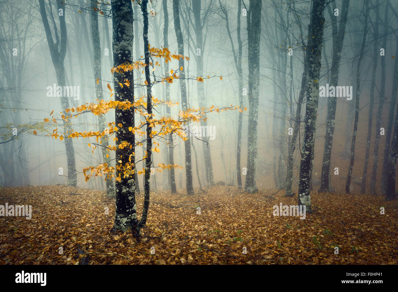Trail through a mysterious dark old forest in fog. Autumn morning in ...