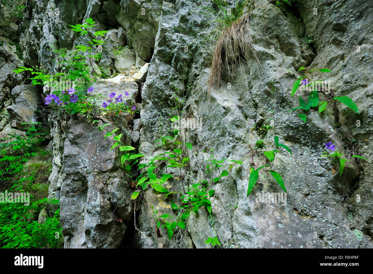 Bellflower (Campanula sp) growing between cracks in the rock face, Crovul Valley Gorge, Arges County, Leota mountain range, Carpathian Mountains, Romania, July Stock Photo