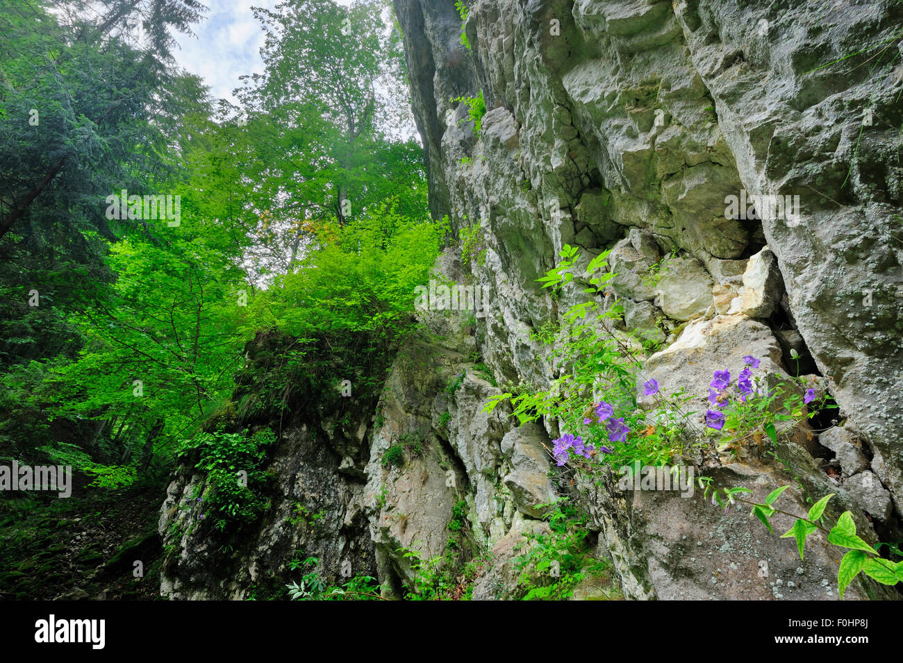 Bellflower (Campanula sp) growing between cracks in the rock face, Carpathian Mountains, Romania, July Stock Photo