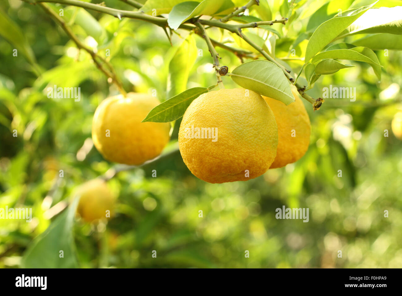 Japan yuzu fruit hires stock photography and images Alamy