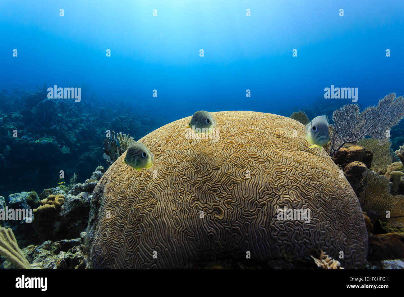 Foureye butterflyfish, Chaetodon capistratus, swim over brain coral in the blue waters of a tropical reef Stock Photo