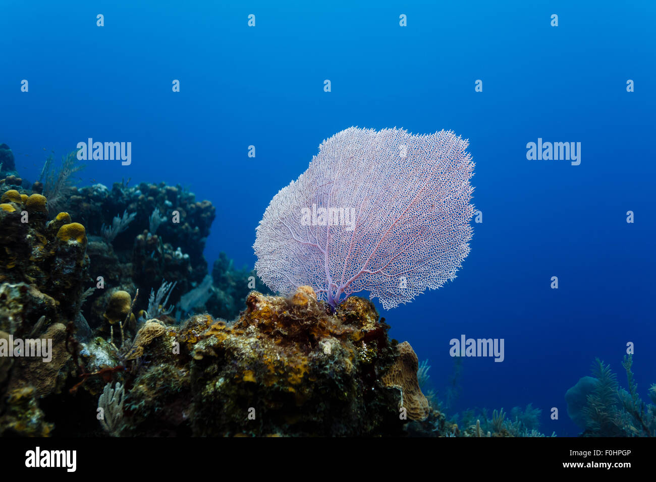 Purple Gorginian sea fan Gorgonia flabellum coral reef with blue ocean water background Stock Photo