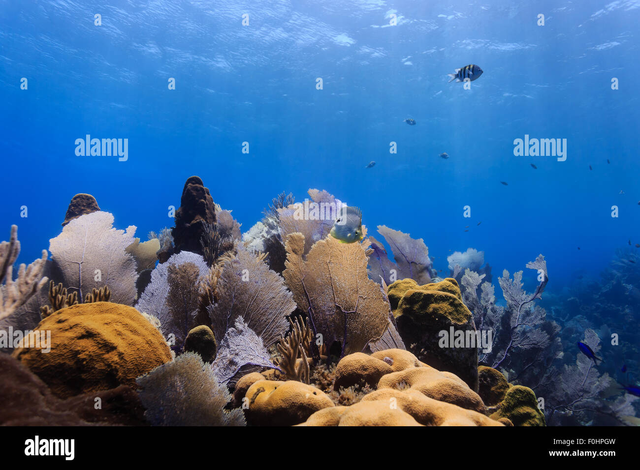 Landscape of colorful bright sea fans and fish on tropical coral reef Stock Photo