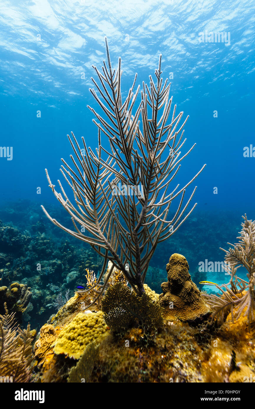 Branch coral rises off tropical coral reef with blue ocean background Stock Photo