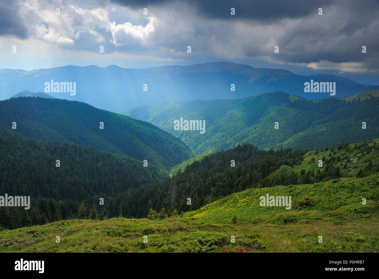 Rays of sunlight shining on alpine grasslands and view of tree line, Leota mountain range, Arges county, Carpathian Mountains, Romania, July, 2011 Stock Photo