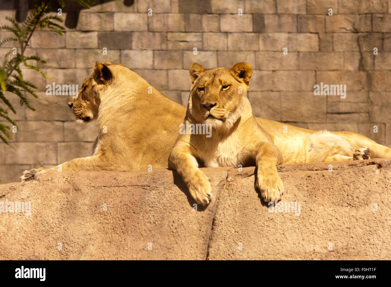 Female African Lions1 Stock Photo Alamy