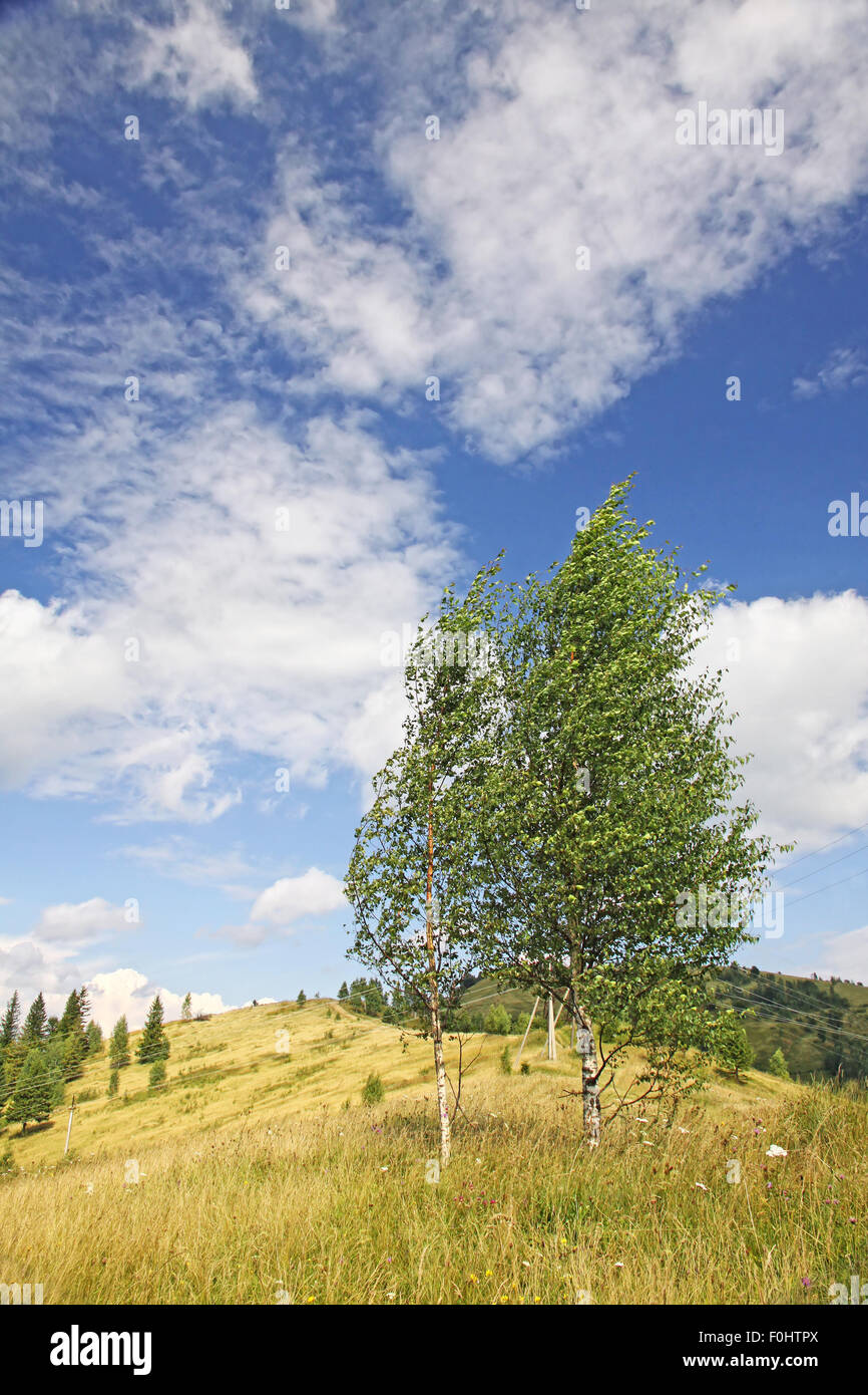 Landscape with birches in Carpathian mountains, Ukraine Stock Photo