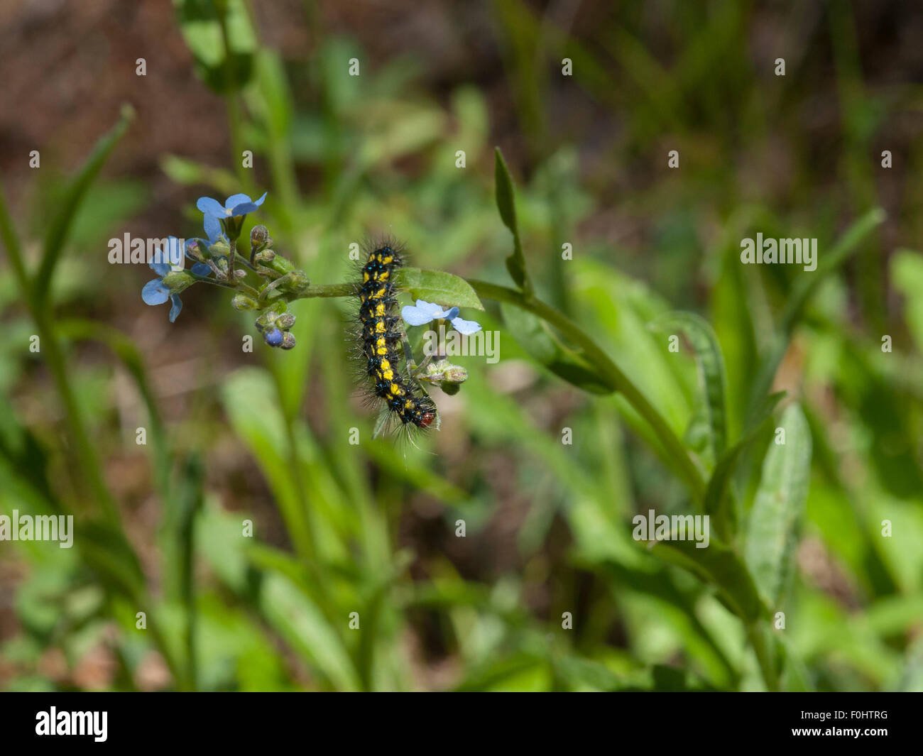 A Gnophaela latipennis caterpillar feeds on a Blue Stickseed (Hackelia micrantha) Stock Photo
