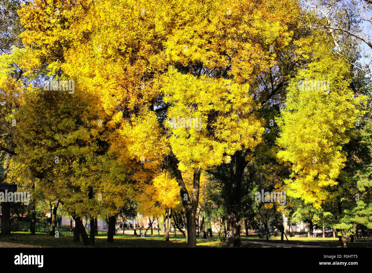 Picturesque colorful autumn trees in the garden Stock Photo - Alamy
