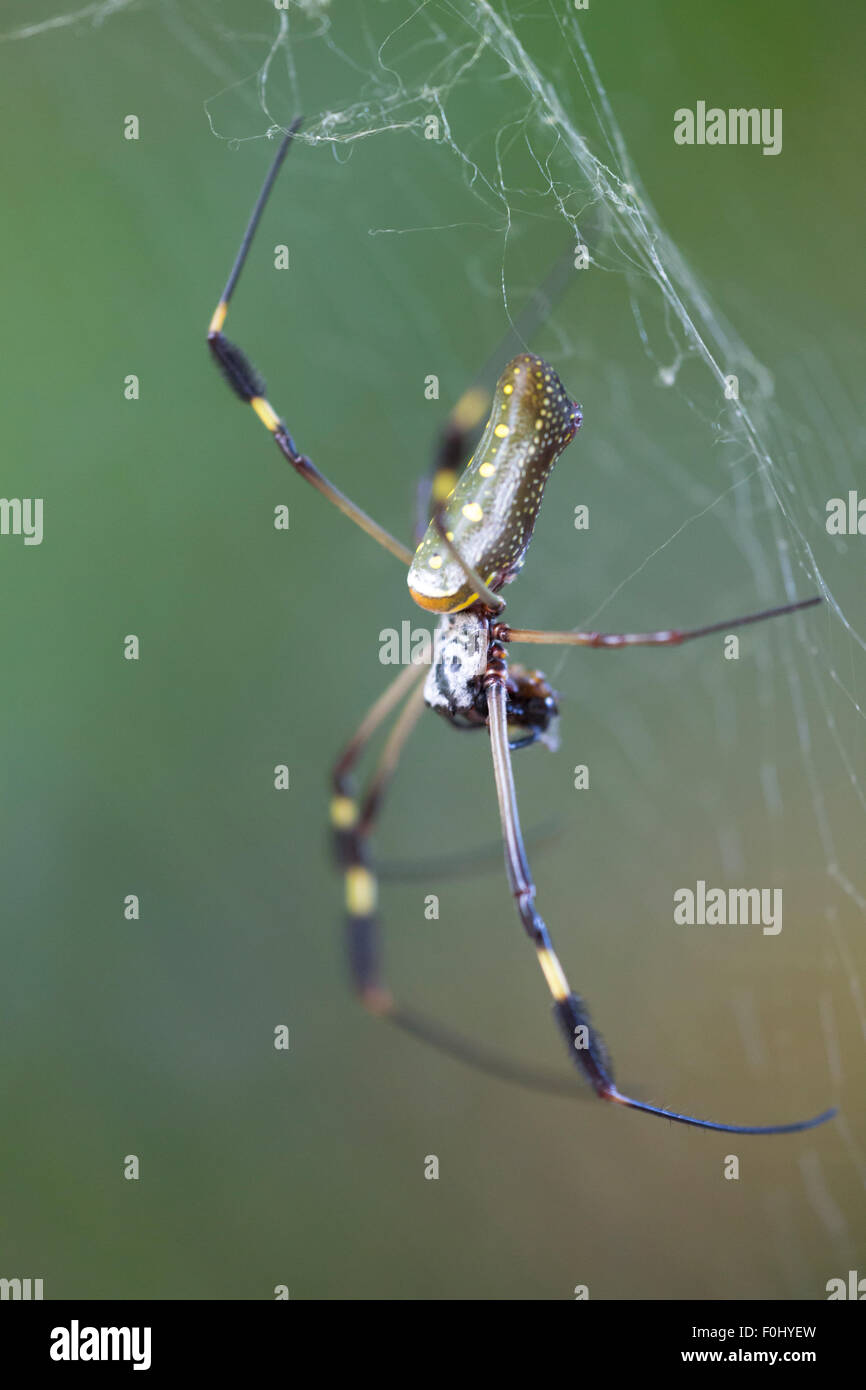 Close up of a Golden Orb Spider in its web in Costa Rica. Stock Photo