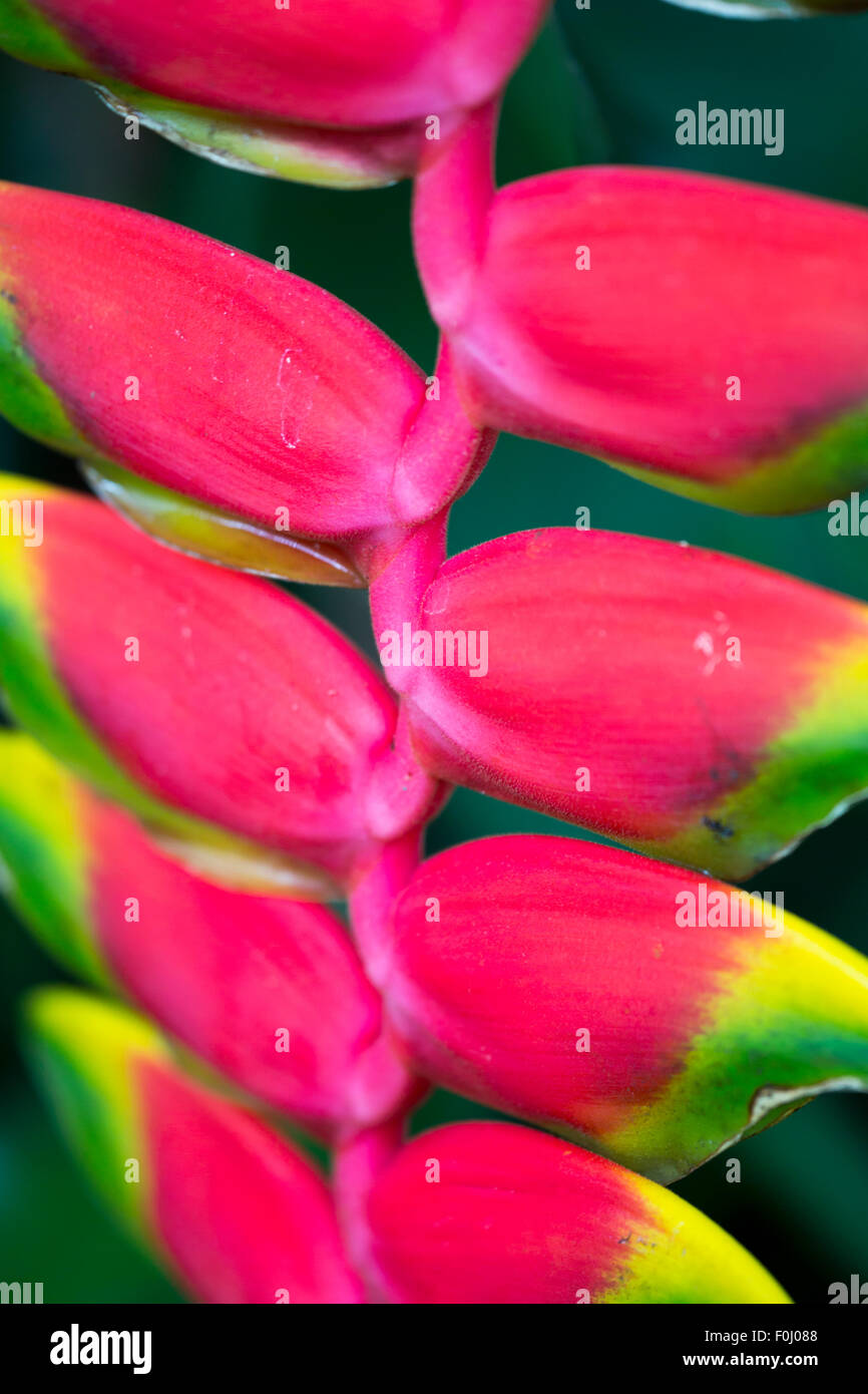 Heliconia flower detail - taken in Costa Rica Stock Photo