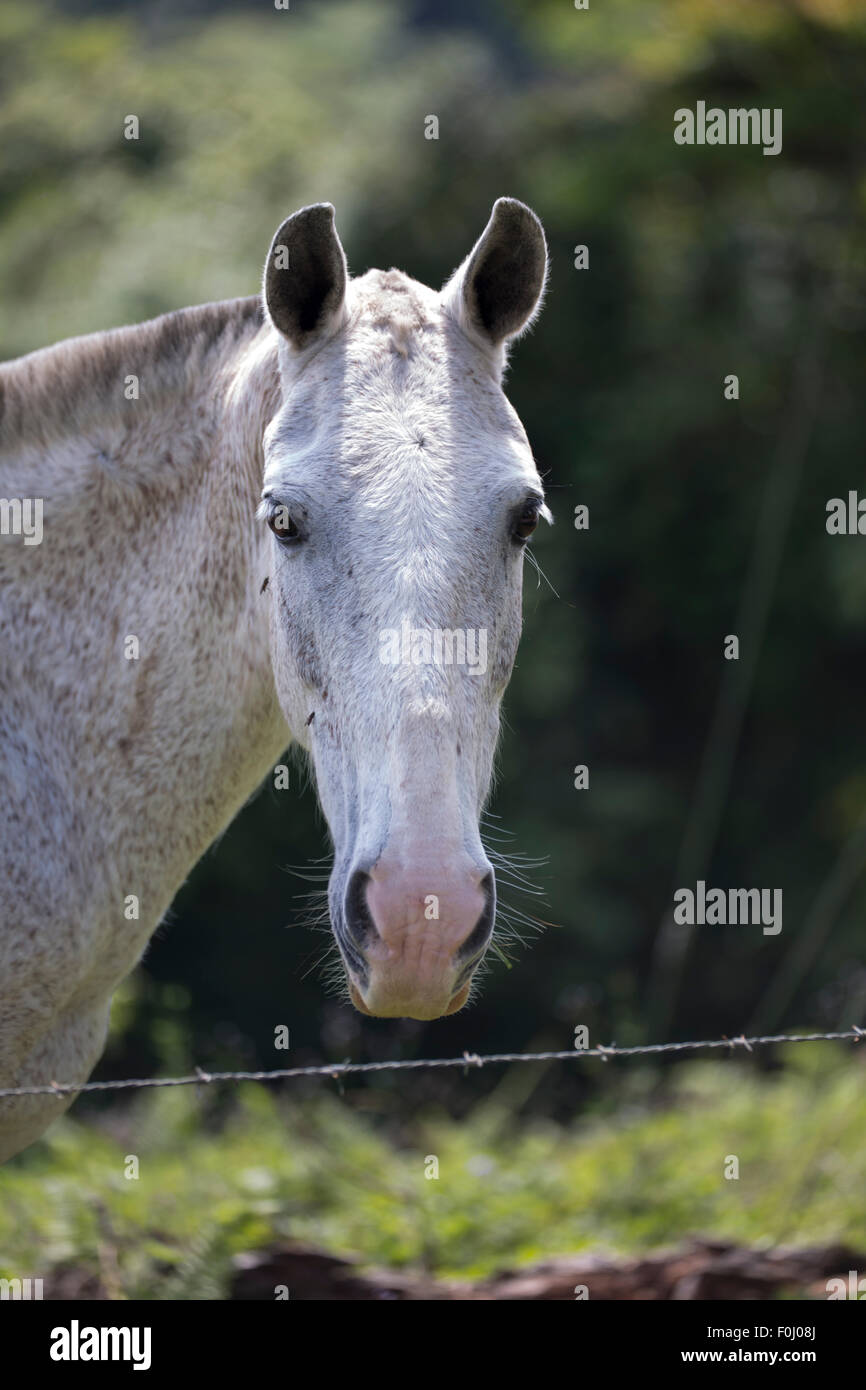 Horse looking camera hires stock photography and images Alamy