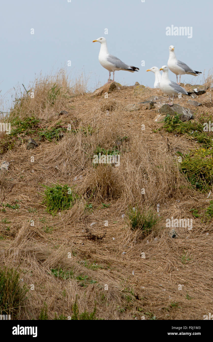 Watchful seagulls looking ahead and resting on a Cliff on Cezembre island, Bretagne, France. Stock Photo