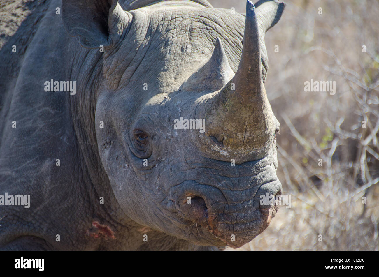 The elusive and critically endangered black rhinoceros roams through the Mkhaya Game Reserve in Swaziland. Stock Photo