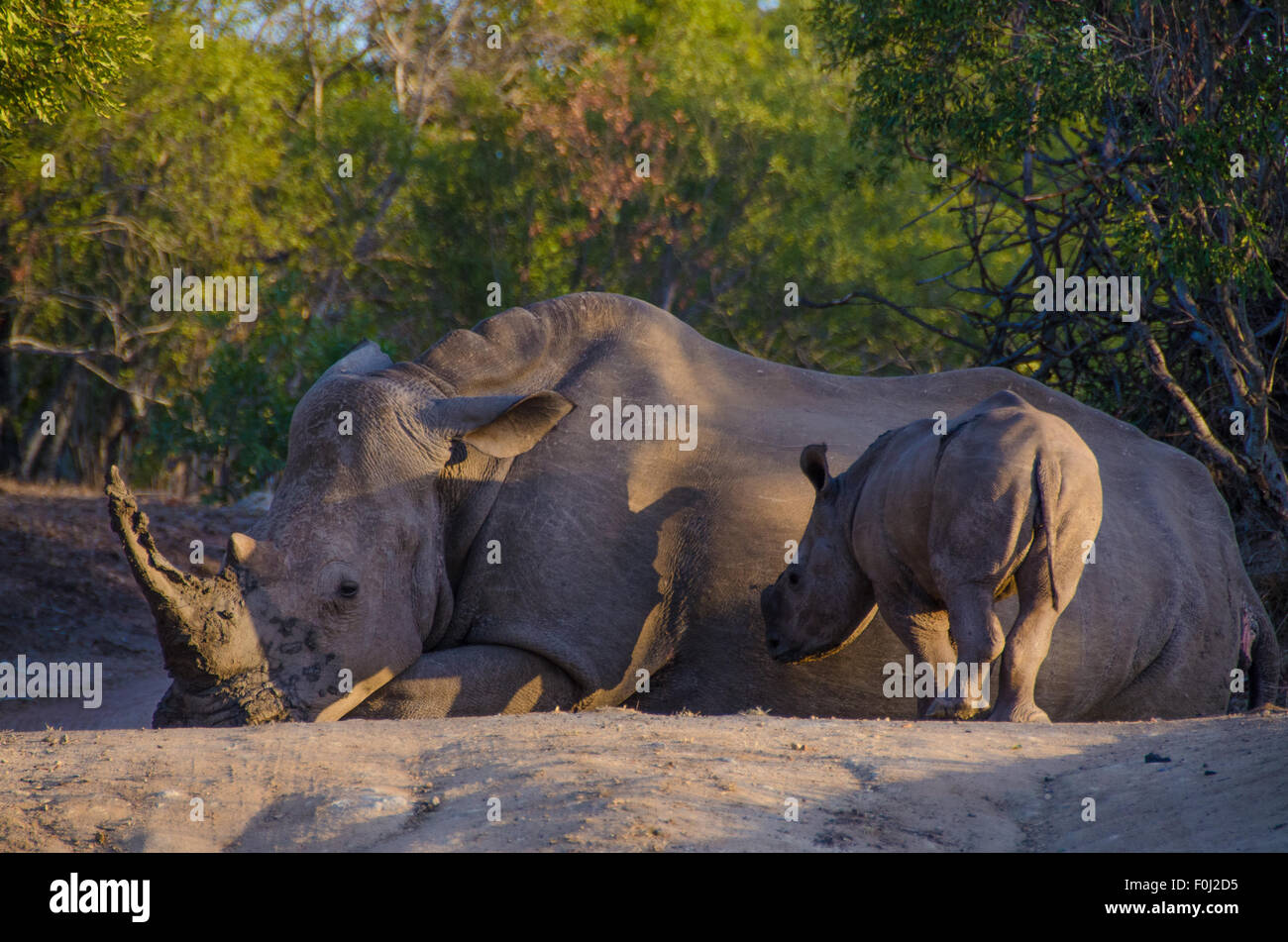As the sun begins to set over Mkhaya Game Reserve, a white rhinoceros rests in the forest as its baby looks on. Stock Photo
