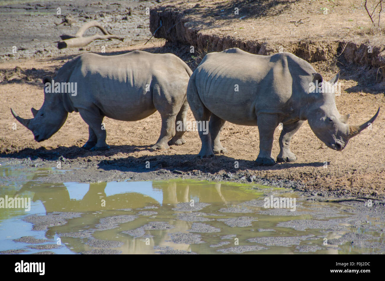 Two white rhinos gather around a watering hole at Mkhaya Game Reserve to drink and relax. Stock Photo