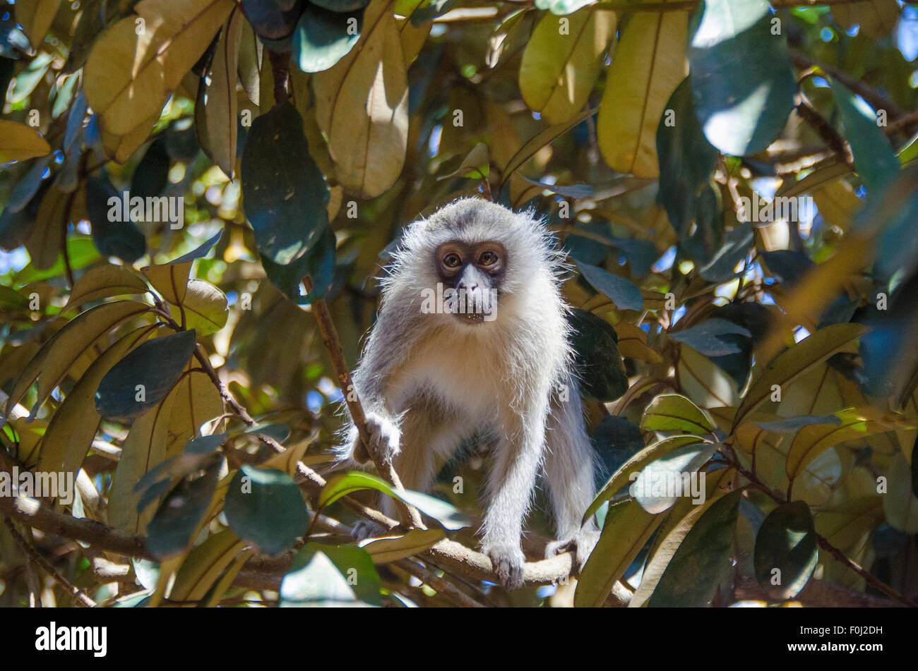 A baby Vervet monkey curiously peeks out of the forest canopy as the sun illuminates its face. Stock Photo