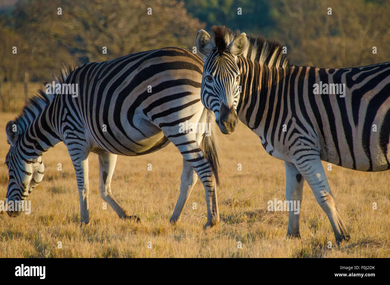 A herd of zebras graze at Mlilwane Wildlife Sanctuary in Swaziland as the sun begins to rise. Stock Photo