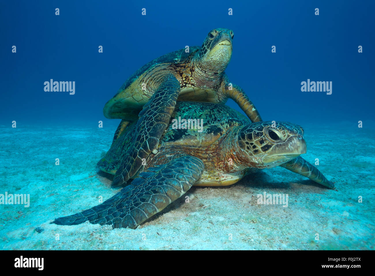 Turtle couple hi-res stock photography and images - Alamy