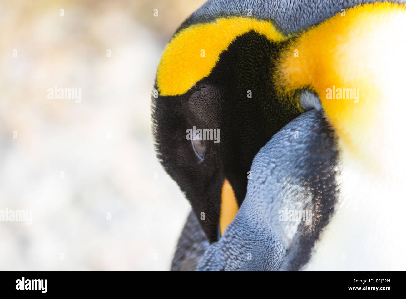 King Penguin (Aptenodytes patagonicus) close up. Falkland Islands. Stock Photo