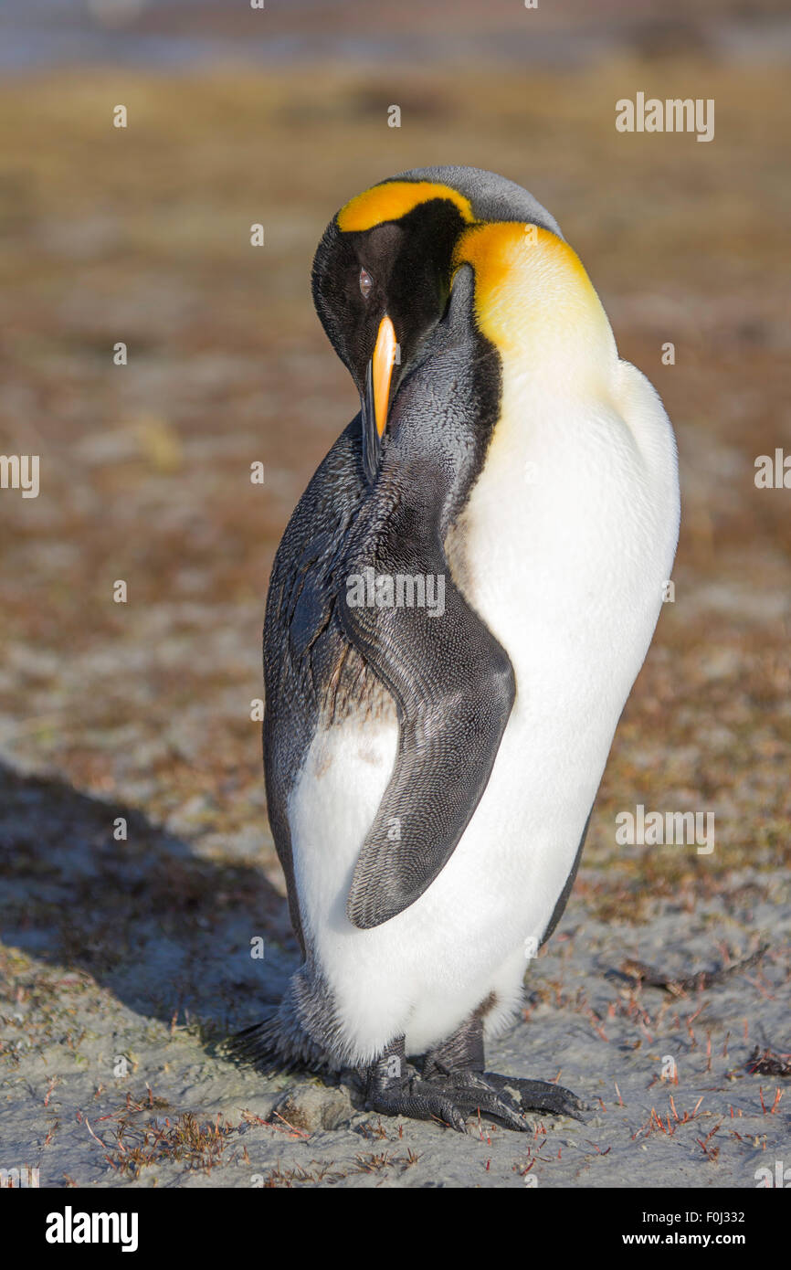 King Penguin (Aptenodytes patagonicus) with oil polluted feathers on