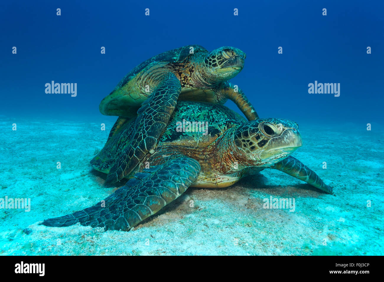 face view of green sea turtle couple during matting F0J3CP