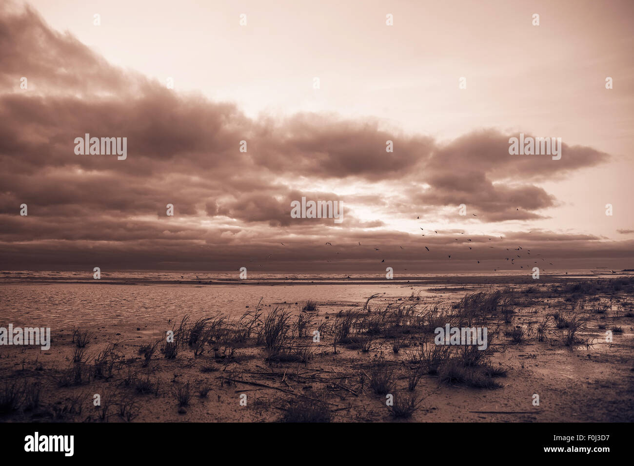 Cloudy sky and flock of seagulls over the Ladoga lake. Leningrad region, Russia. Stock Photo