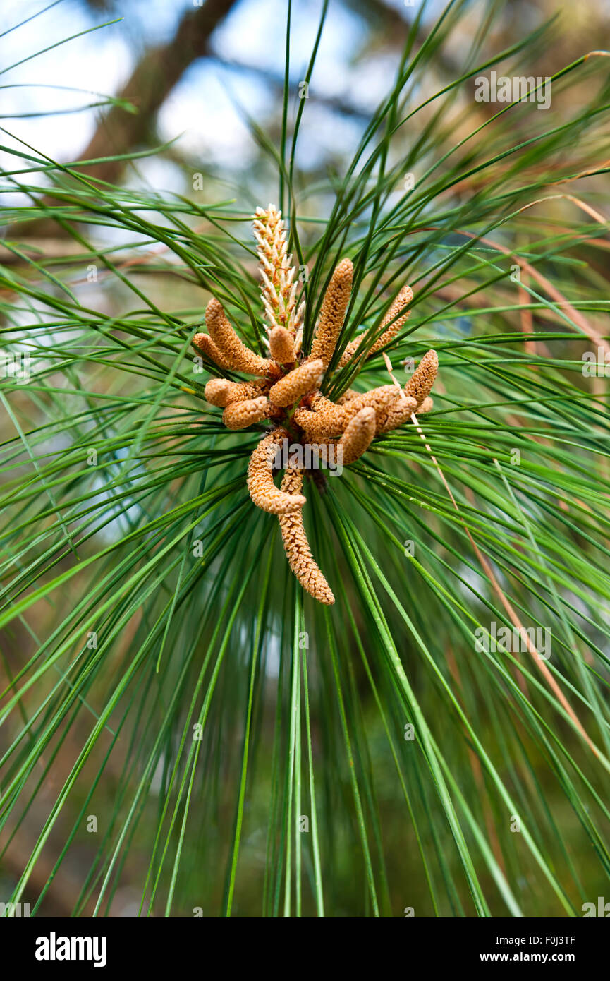 LongLeaf Pine (Pinus palustris) Pollen Sacs Stock Photo Alamy