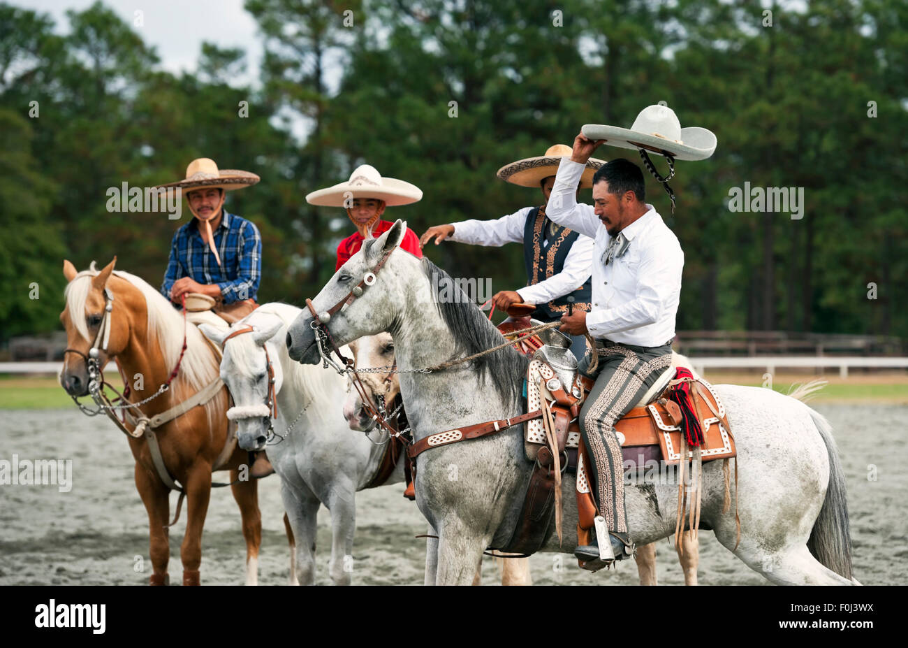 Azteca breed Mexican dancing horses and riders Stock Photo