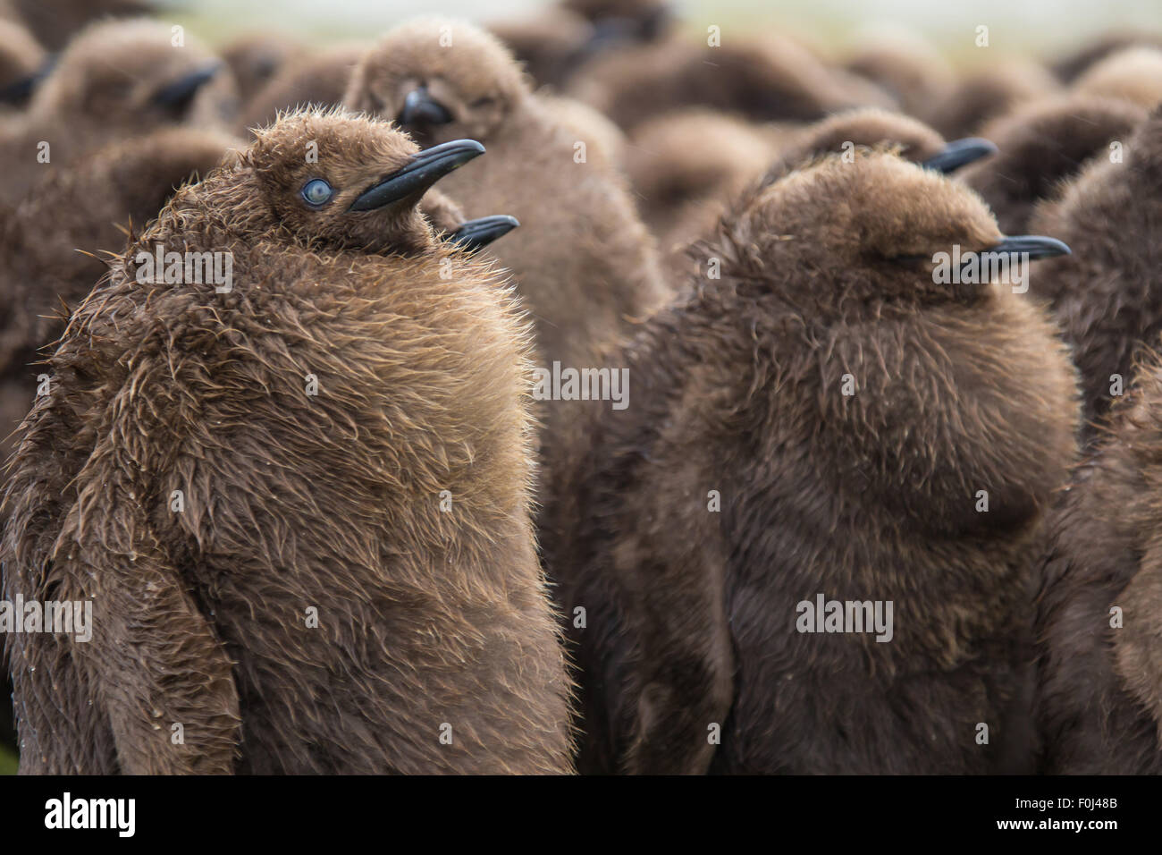 Brown feathered King Penguin Chicks standing huddled together in the rain. Volunteer Point, Falkland Islands. Stock Photo
