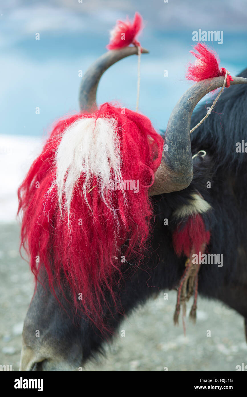 Road of the Friendship, Yak at the Namtso Lake in Tibet, China Stock Photo