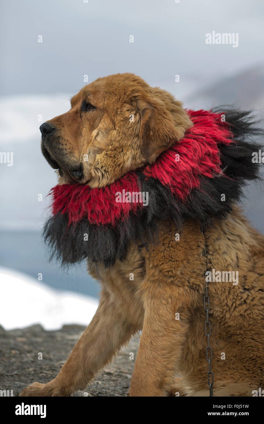 Closeup of tibetan mastiff at Yamdrok lake in Tibet, China Stock Photo