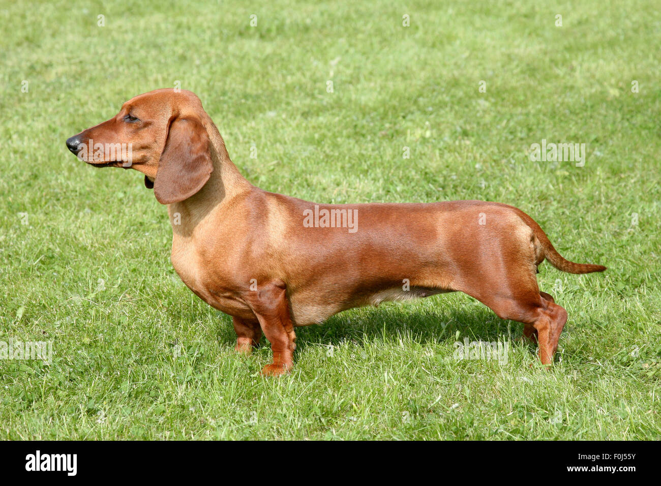 red dachshund