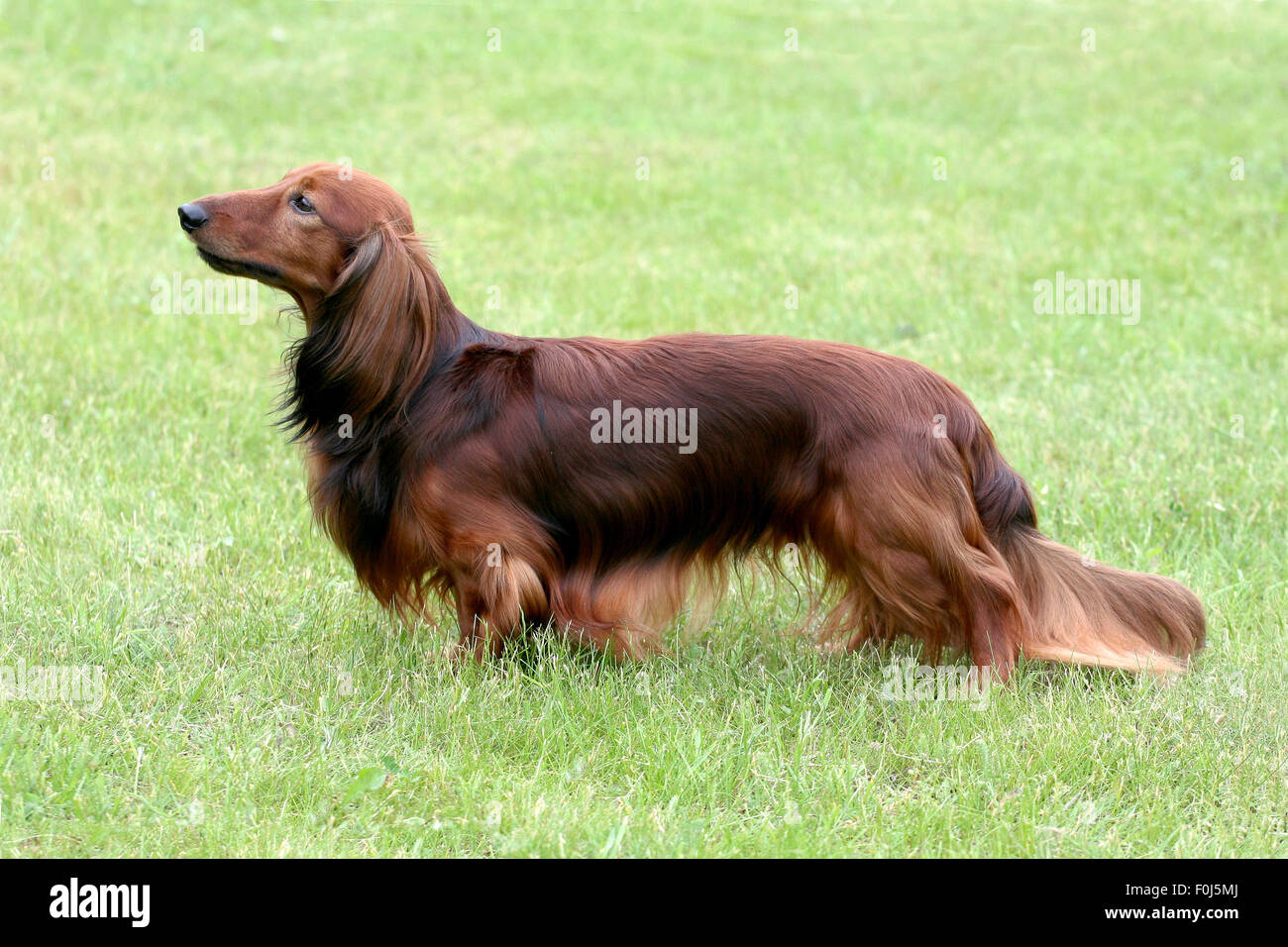 The Portrait Of Dachshund Standard Long Haired Red In The Garden