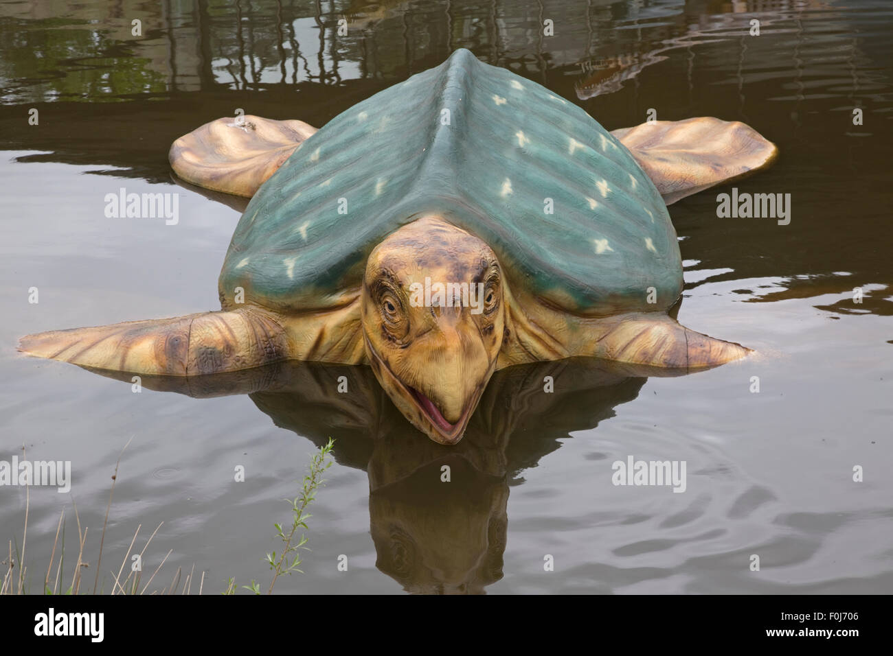 Archelon Turtle High Resolution Stock Photography And Images Alamy
