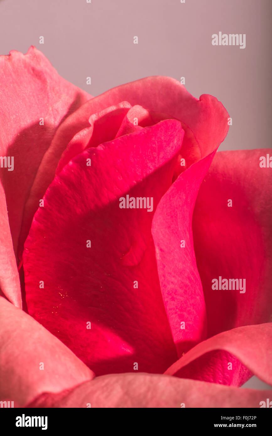 Rose flower pink close hi-res stock photography and images - Alamy