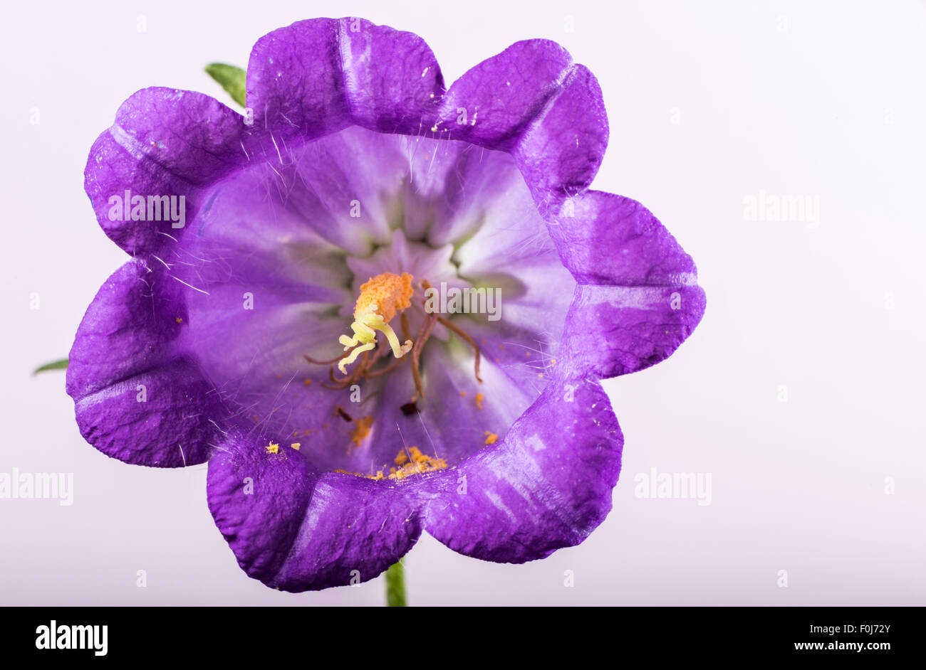 Violet flower blossom. Close up macro shot Stock Photo