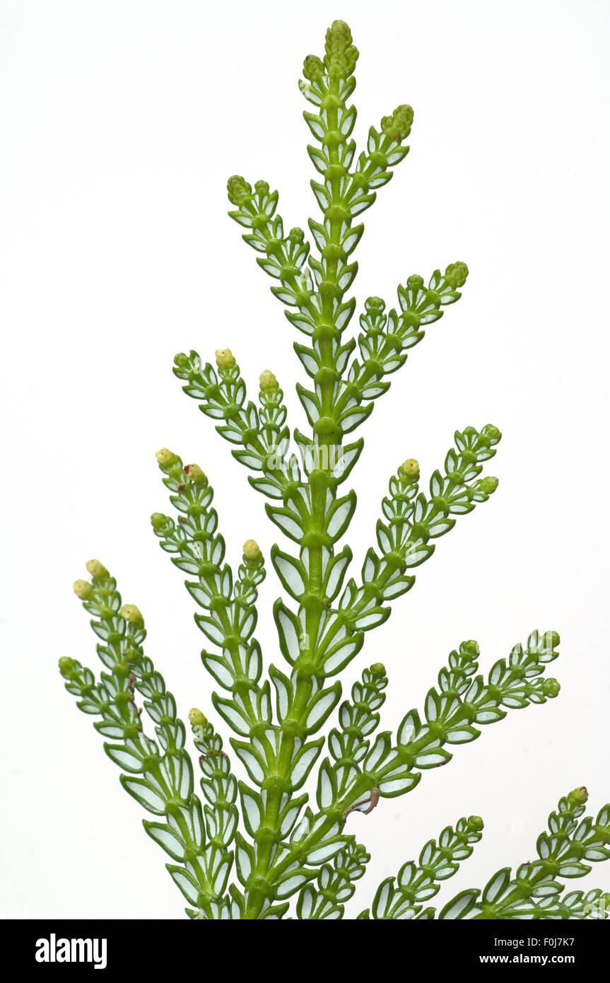 Hiba, Hiba-Lebensbaum, Thujopsis, dolabrata, Stock Photo