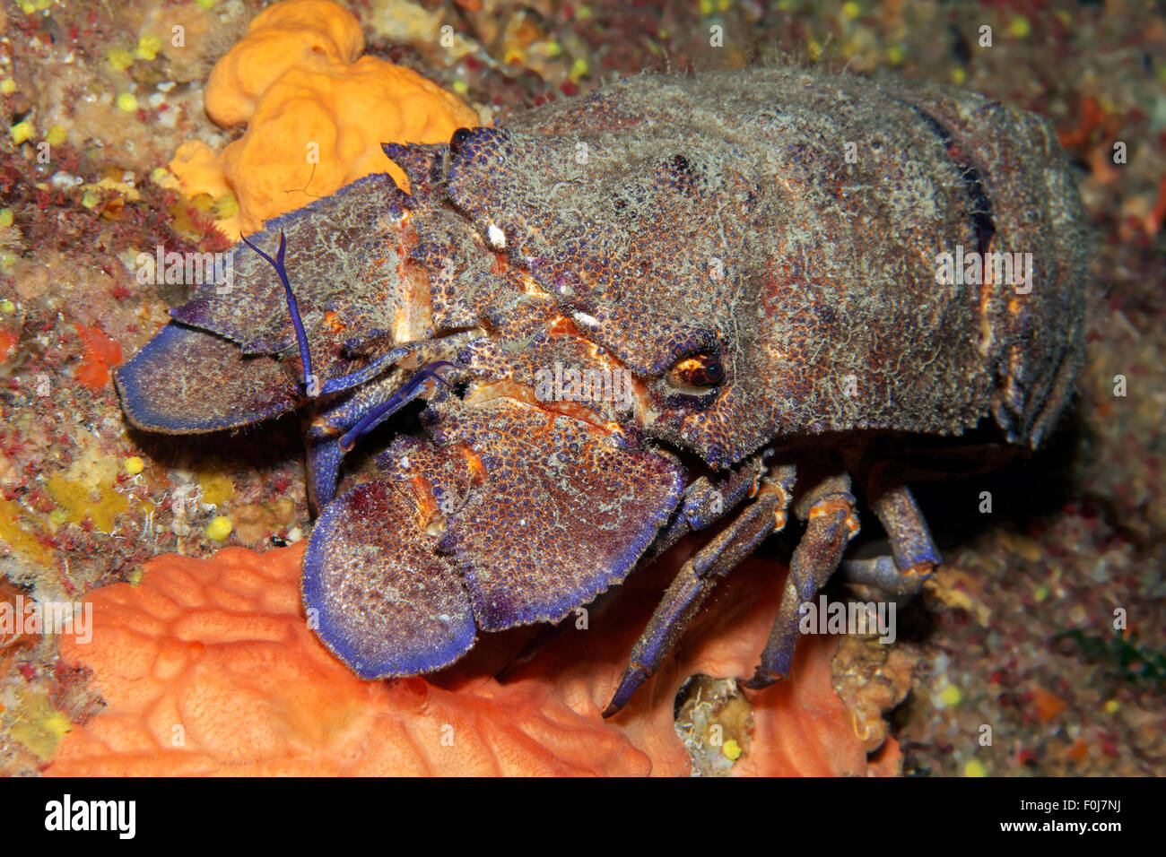 Mediterranean slipper lobster (Scyllarides latus), Corfu, Ionian ...