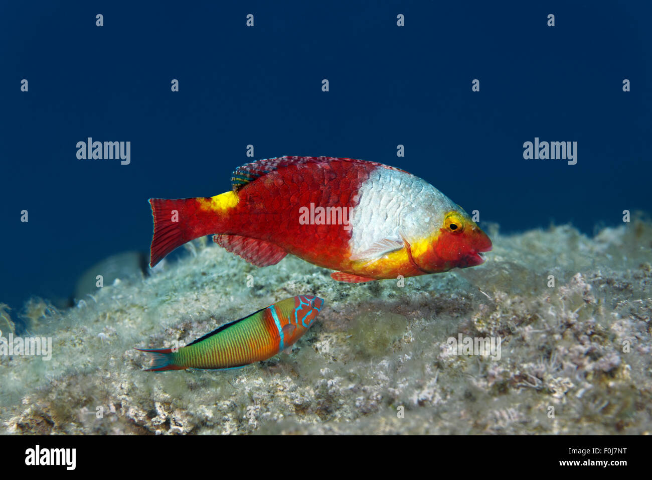 Mediterranean parrotfish (Sparisoma cretense), ornate wrasse (Thalassoma pavo), Corfu, Ionian Islands, Ionian Sea Stock Photo