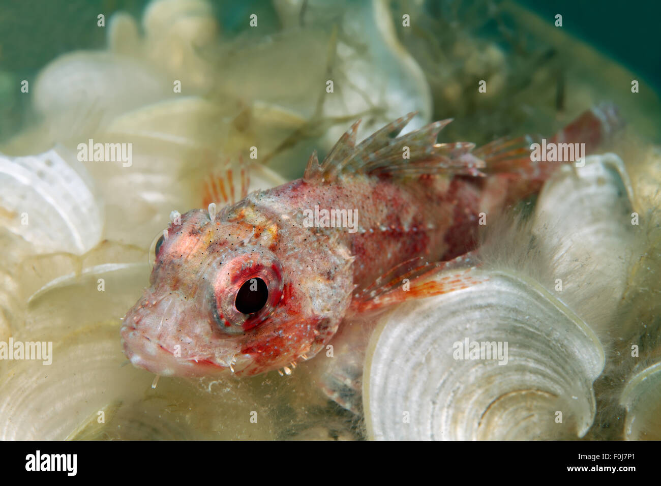 Small red scorpionfish (Scorpaena notata) amongst peacocks tail algae (Padina pavonica), Corfu, Ionian Islands, Ionian Sea Stock Photo