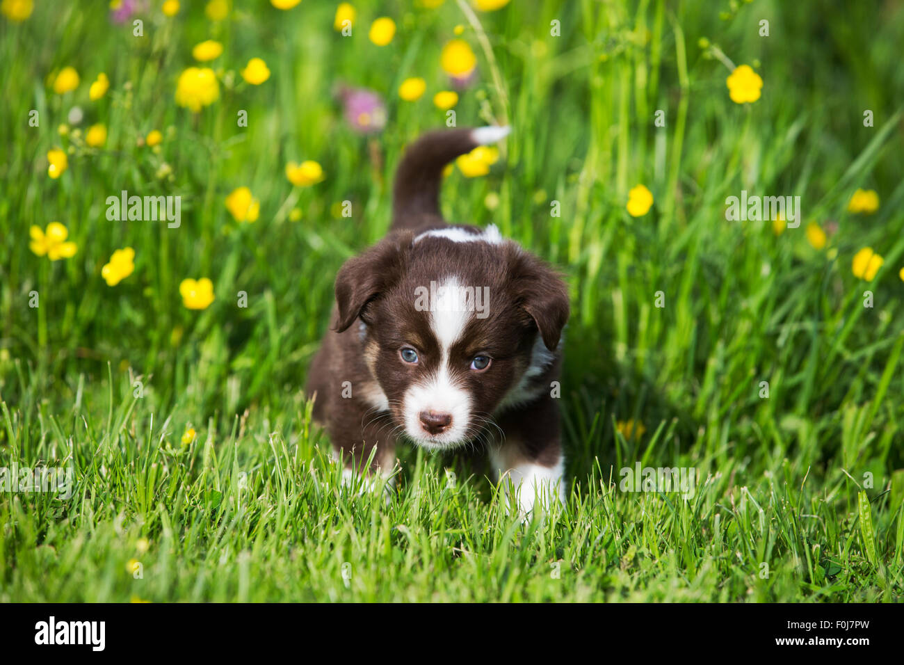 Miniature American Shepherd or Miniature Australian Shepherd or Mini Aussie puppy, Red Tri, in flower meadow Stock Photo