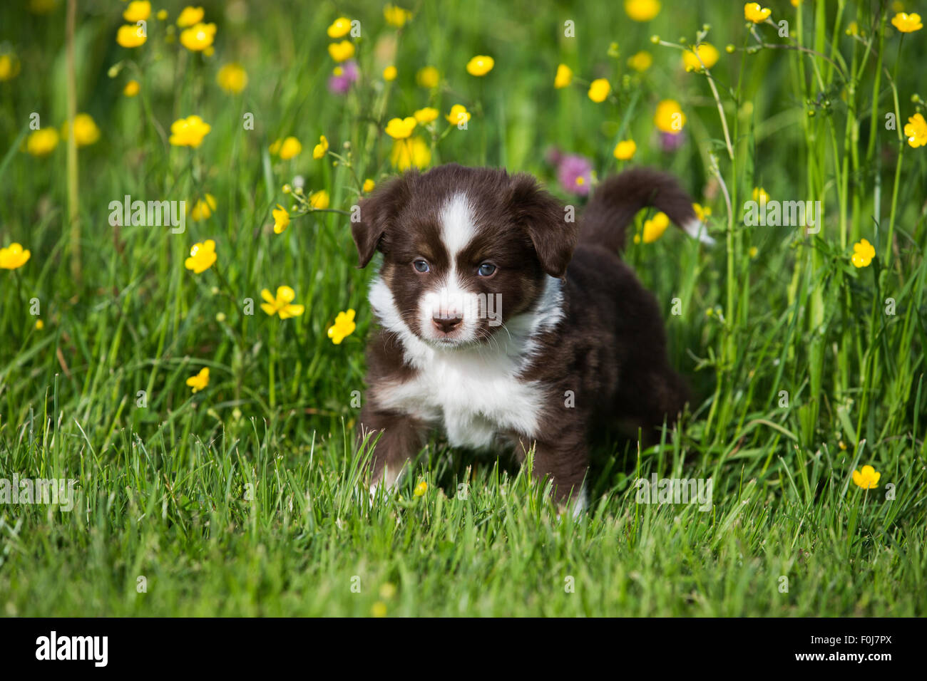 Miniature American Shepherd or Miniature Australian Shepherd or Mini Aussie  puppy, Red Tri, in flower meadow Stock Photo - Alamy