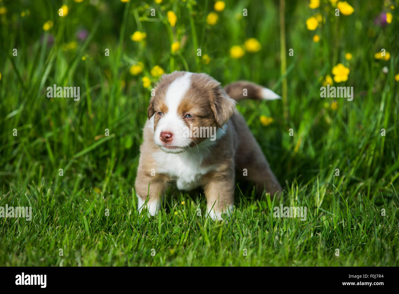 Miniature American Shepherd or Miniature Australian Shepherd or Mini