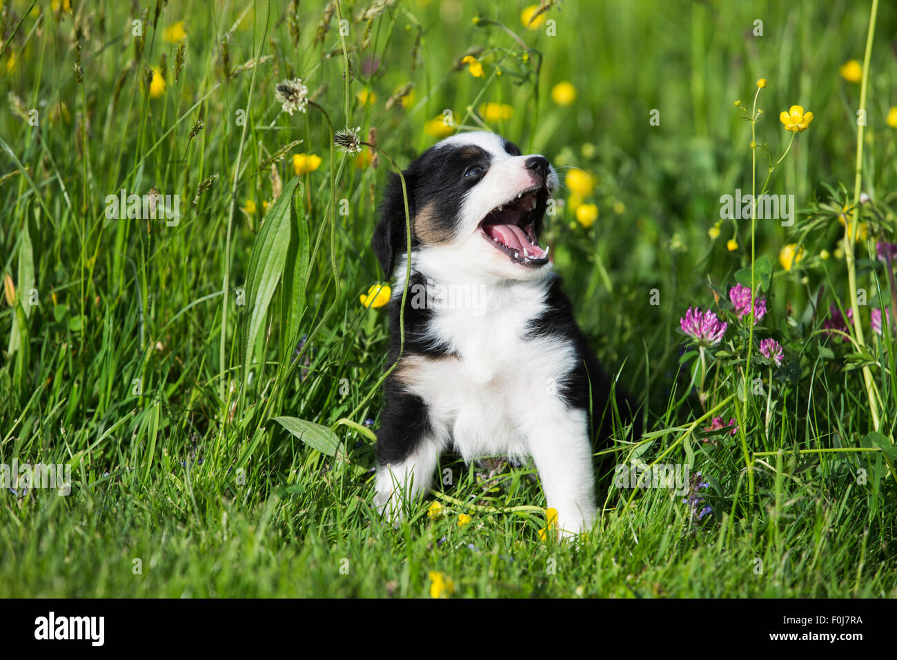 black tri mini aussie puppies