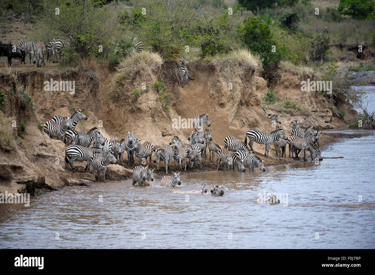 Plains zebra (Equus quagga), herd during migration, great hike, river