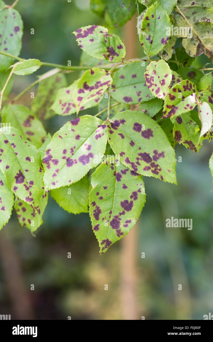 Diplocarpon rosae. Rose black spot disease. Stock Photo